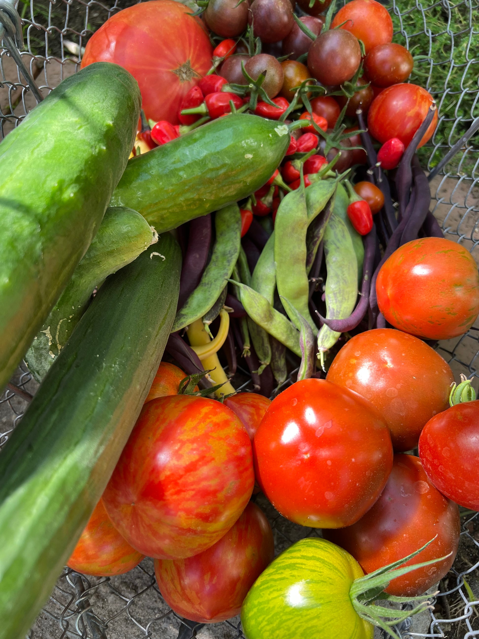 Entdecken Sie den HALBTAGESKURS "Gärtnern ganz einfach! NEU" der Königlichen Gartenakademie am 25.09.2026 - ideal für alle, die frische Tomaten, Gurken und Bohnen aus dem eigenen Garten nachhaltig ernten möchten.