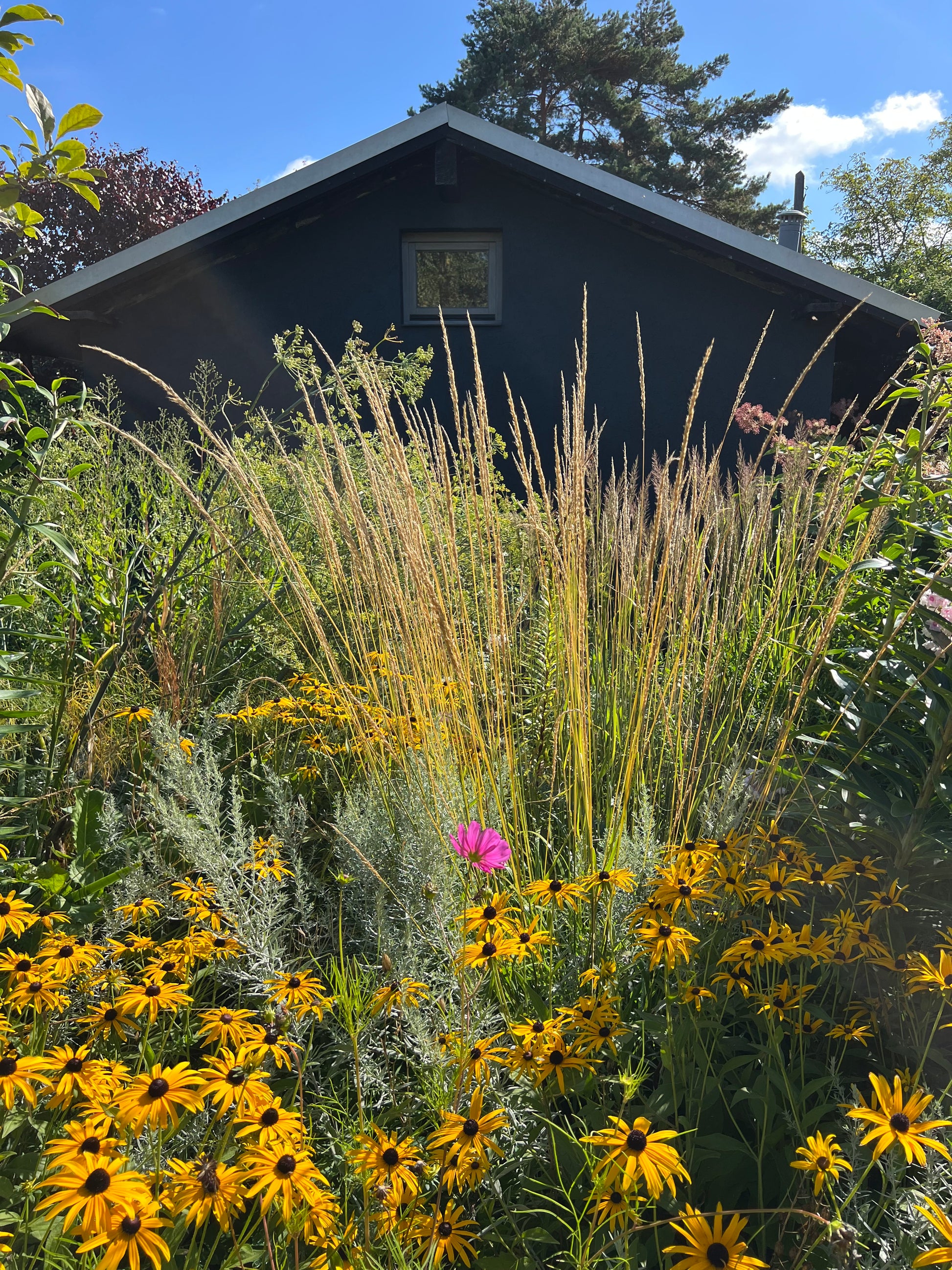 Ein kleines dunkles Haus mit einem einzigen Fenster liegt inmitten von hohem Gras, gelben Blumen und einer rosa Blüte - eine inspirierende Szene für nachhaltiges Gärtnern, wie sie im Halbtageskurs der Königlichen Gartenakademie am Fr. 25.09.2026 von 13-16 Uhr erkundet wird.