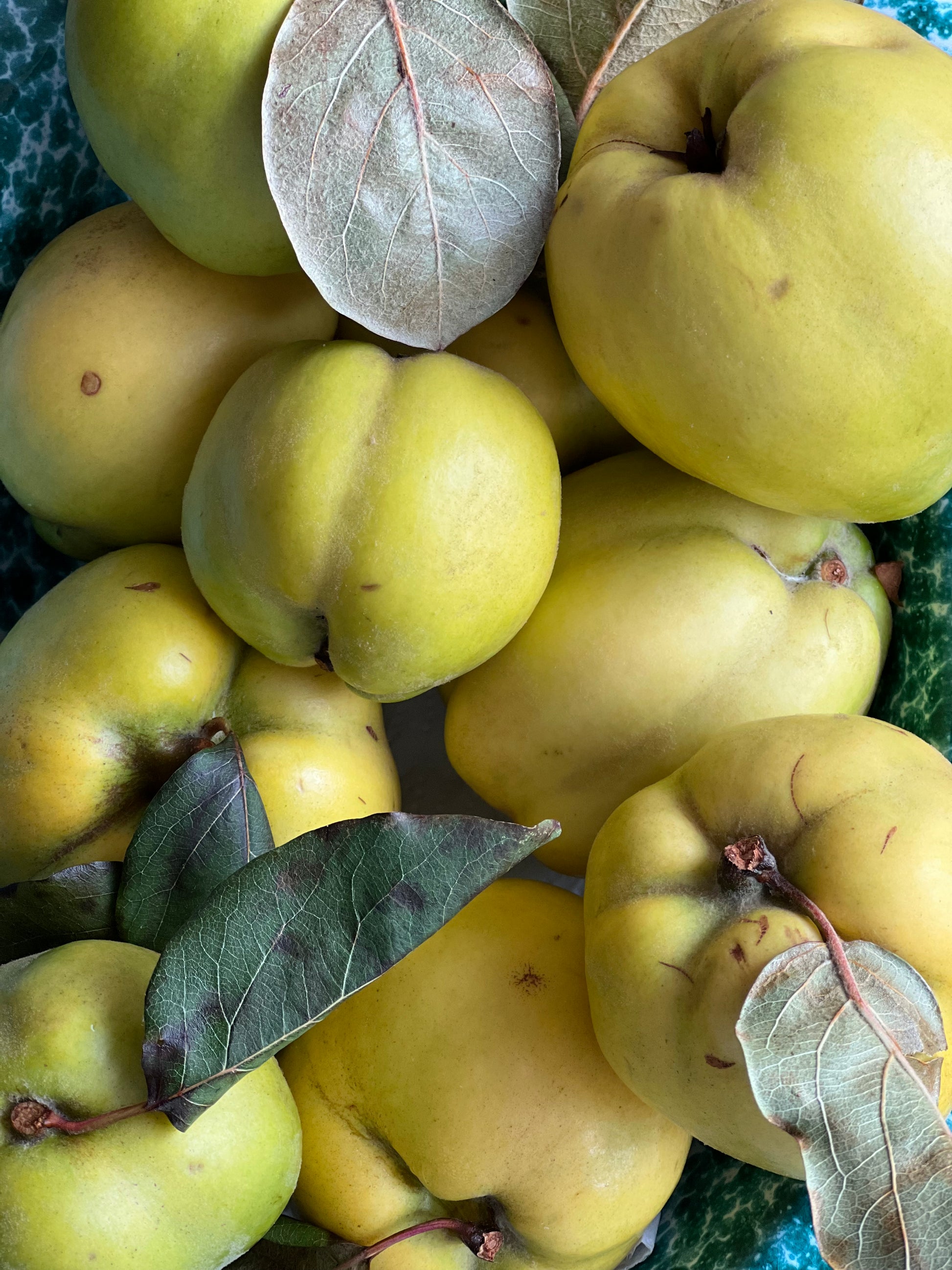 Eine Nahaufnahme von gelb-grünen Quitten mit Blättern - die perfekte Inspiration für nachhaltiges Gärtnern und frische Gartenprodukte. Entdecken Sie den HALBTAGESKURS "Gärtnern ganz einfach!" am 25.09.2026 bei der Königlichen Gartenakademie.