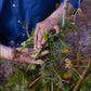 Eine Person in einem blauen Hemd erntet frische grüne Erbsen - eine ideale Szene für Gartenneulinge. Perfekt mit "Horst Mager | Einfach gärtnern! Naturnah und nachhaltig (signierte Ausgabe)" für nachhaltigen und naturnahen Garten vom Profi Horst Mager.