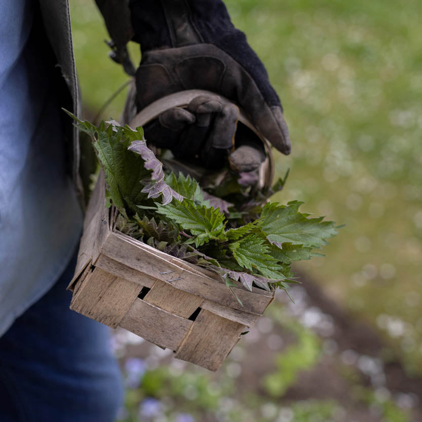 Eine Person mit Handschuh hält einen Korb mit frischen Brennnesseln im Freien - ideal für Fans des Halbtageskurses "Das Gartenjahr-Monat für Monat mit Horst Mager" der Königlichen Gartenakademie am Fr. 13.03.2026, 13:00-16:00 Uhr.