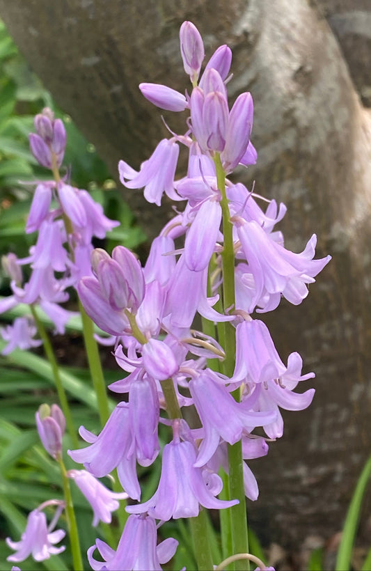 Hyacinthoides hispanica ‚Rose Queen‘ (Spanisches Hasenglöckchen) von Weijers mit hellvioletten, glockenförmigen Blüten und grünen Stielen wächst im Freien an schattigen Standorten in der Nähe von Baumstämmen. Unscharf abgebildete grüne Blätter und Blüten füllen den Hintergrund aus.