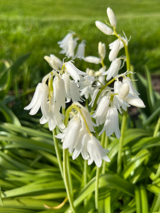 Nahaufnahme der Hyacinthoides his. 'Alba Maxima' (Weijers-Hyazinthe) mit zarten weißen Blüten sowie grünen Stielen und Blättern, die im April und Mai vor einem unscharfen, grasbewachsenen Hintergrund im Sonnenlicht blüht.