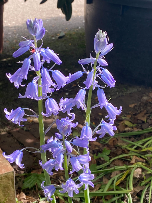 Hyacinthoides his. ‚Excelsior‘ – die Hyazinthe von Weijers – trägt violettblaue Blüten an hohen grünen Stielen, umgeben von Blättern und braunem Laub. Blütezeit April–Mai, mit dunklem Behälter und Pflaster im unscharfen Hintergrund.