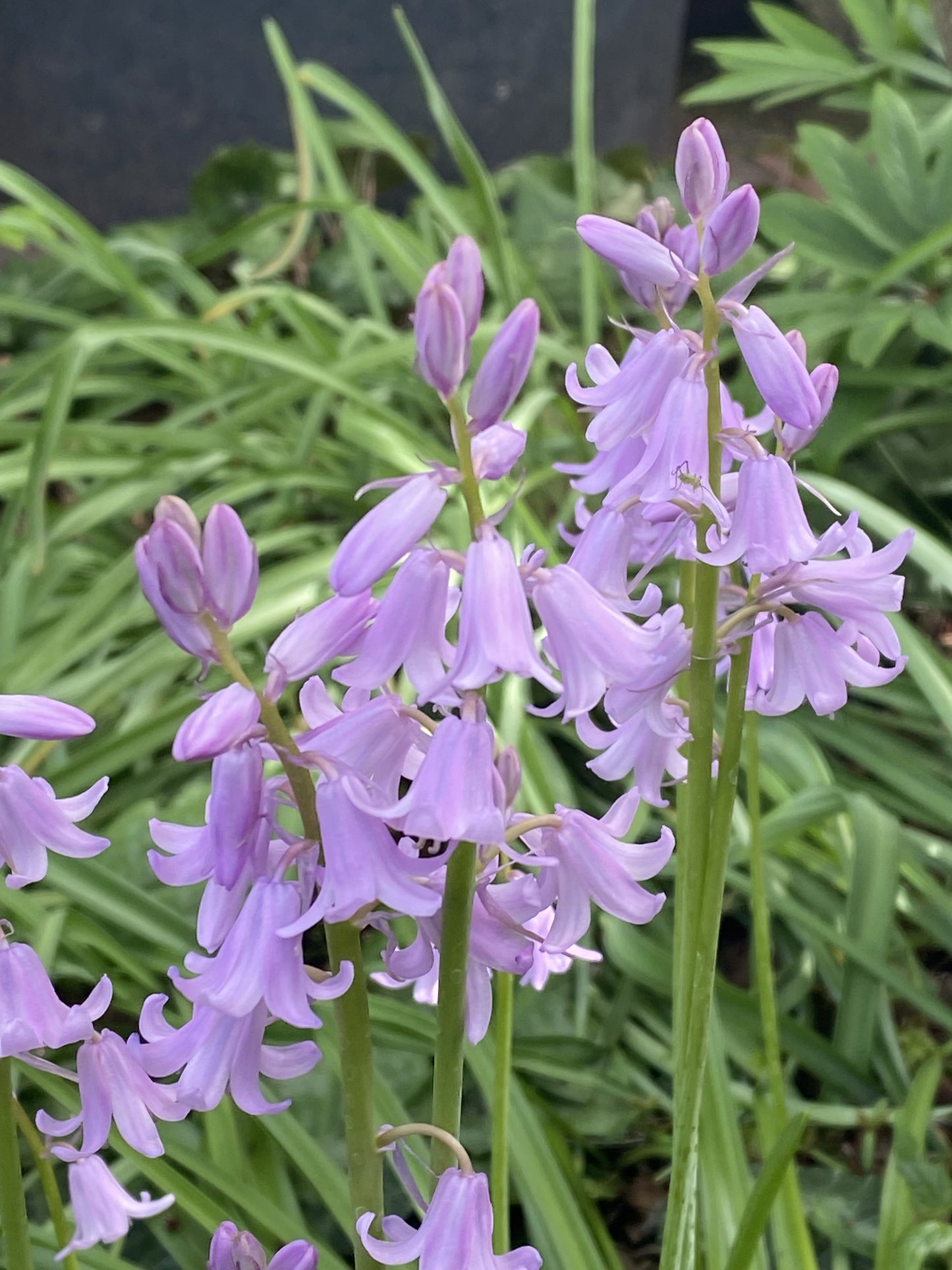 An schlanken grünen Stielen mit langen, schmalen Blättern blühen Büschel rosaroter, glockenförmiger Blüten der Sorte Hyacinthoides his. ‚Rose Queen‘ von Weijers vor dem Hintergrund üppig grünen Laubs.