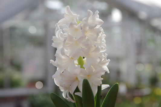 Nahaufnahme der blühenden Hyazinthe „Carnegie“ von Weijers Hyacinthus, die weiße Blütenbüschel über grünen Blättern zeigt, im Hintergrund die sanft beleuchtete, verschwommene Fassade eines Gewächshauses.
