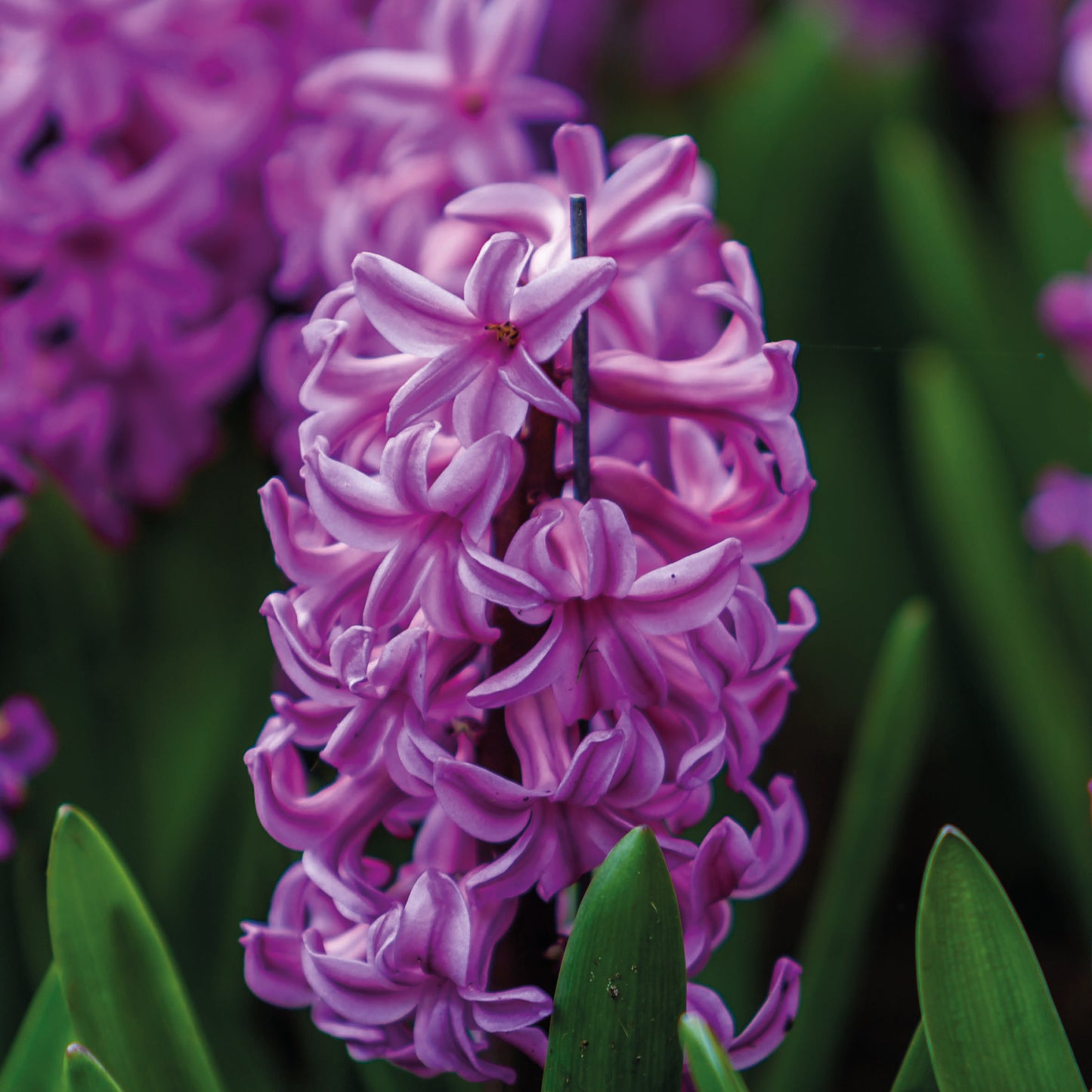 Nahaufnahme von Hyacinthus „Purple Sensation“ – Hyazinthe von Weijers: leuchtend lila Blüten mit üppigen, dicht aneinanderliegenden Blütenblättern und grünen Blättern im Hintergrund, die einen zarten Frühlingsduft verströmen.