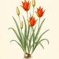 Eine botanische Illustration von „Tulipa sprengeri – Sprengers Tulpe“ von Verberghe zeigt mehrere rote Tulpen mit spitzen Blütenblättern und grünen Blättern, deren Zwiebeln vor einem hellen Hintergrund zu sehen sind. Der Produktname ist darunter elegant in Kursivschrift geschrieben und präsentiert diese spätblühenden Tulpen in exquisiten Details.