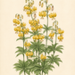 Botanische Illustration von Lilium martagon ‚Golden Morning‘ – Eine Türkenbund-Hybride von Verberghe mit hohen grünen Stielen, quirlförmig angeordneten Blättern und Büscheln insektenfreundlicher, zartgelber, nach unten gerichteter Blüten auf cremefarbenem Hintergrund – perfekt, um jedem Garten Eleganz und Charme zu verleihen.