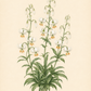 Botanische Illustration von Lilium martagon ‚Snowy Morning‘ – einer Türkenbund-Hybride von Verberghe –, die drei hohe Stiele zeigt, geschmückt mit zarten, insektenfreundlichen weißen Blüten mit auffälligen orangefarbenen Staubblättern und üppigem dunkelgrünem Laub, alles vor einem blasscremefarbenen Hintergrund mit einer eleganten Schrift darunter.