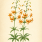 Lilium martagon 'Orange Marmalade' - Türkenbund-Hybride