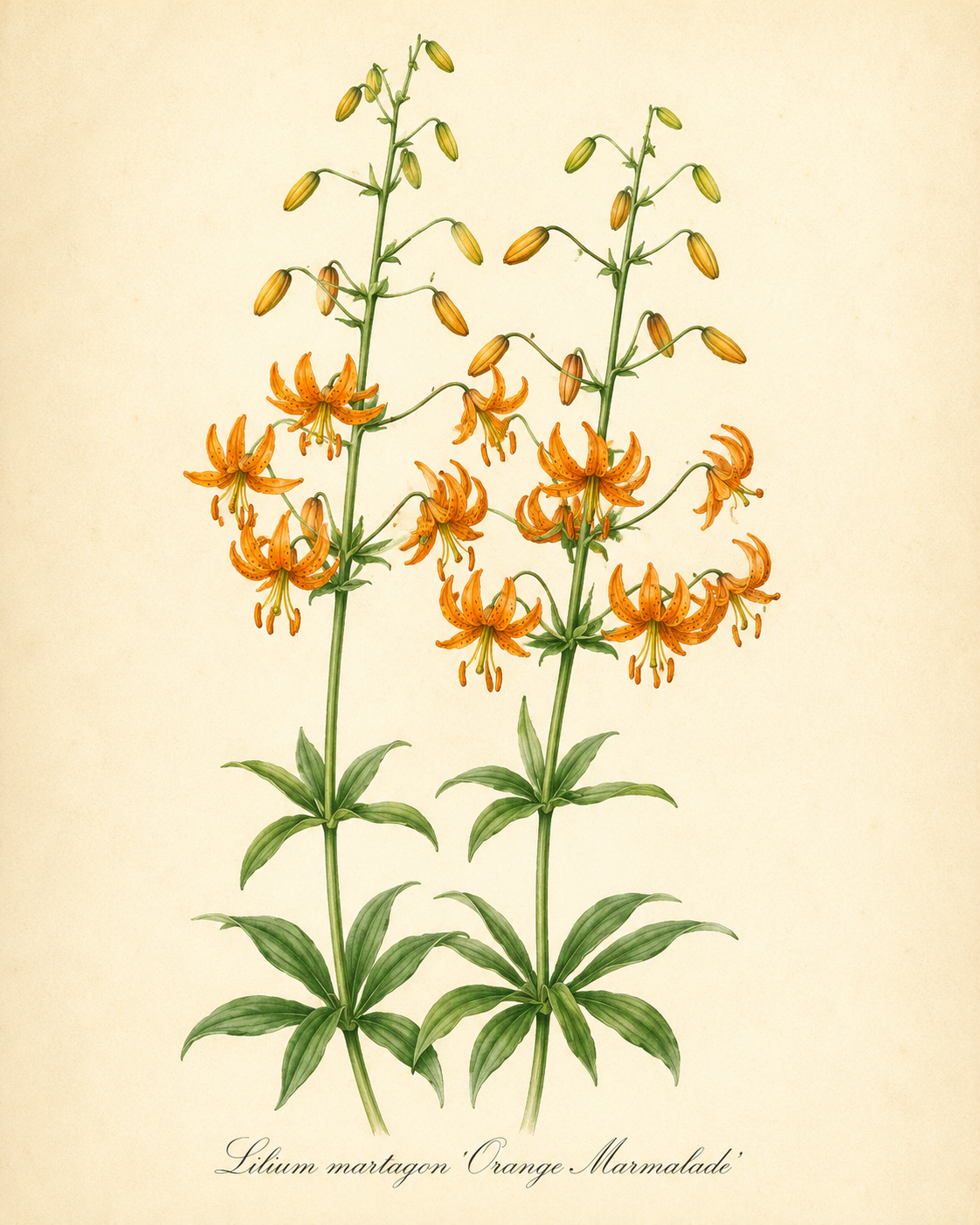 Lilium martagon 'Orange Marmalade' - Türkenbund-Hybride