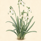 Zarte botanische Illustration des Galanthus nivalis ‚Viridapiece‘ – Grünspitziges Schneeglöckchen von Verberghe, die schlanke grüne Blätter und elegante weiße, glockenförmige Blüten mit grünspitzigen Blütenblättern auf cremefarbenem Hintergrund zeigt. Diese bezaubernden Blüten eignen sich perfekt für die Bepflanzung an Standorten von sonnig bis schattig und erscheinen in der Regel zwischen Februar und März.