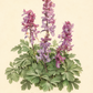 Botanische Illustration von Corydalis cava – Hohler Lerchensporn von Weijers, die drei hohe Stiele mit violetten Blüten und grünen, gelappten Blättern vor einem hellbeigen Hintergrund zeigt; darunter ist der lateinische Name der Pflanze angegeben.