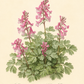 Botanische Illustration von Corydalis solida ‚Beth Evans‘ – „Gefingerter Lerchensporn“ von Weijers, der Büschel rosa, röhrenförmiger Blüten und fein gegliederter grüner Blätter zeigt – ideal, um einen frühblühenden Teppich im Halbschatten zu bilden und frühen Insekten eine Nahrungsquelle zu bieten; der Name der Pflanze ist elegant unterhalb des Bildes eingetragen.