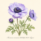 Botanische Illustration von drei blau-violetten Blüten der Anemone coronaria MISTRAL PLUS® „Azzuro“ (Italienische Kronen-Anemone) von Sam van Schooten, mit grünen Blättern – darstellend eine Blüte in voller Blüte, eine teilweise geöffnete Blüte und eine Knospe – vor hellem Hintergrund; eine bezaubernde Gartenpflanze, die wegen ihrer insektenfreundlichen Eigenschaften geschätzt wird.