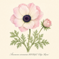 Botanische Illustration der Anemone coronaria MISTRAL® ‚Edge Rosa‘ – Italienische Kronen-Anemone von Sam van Schooten, die zarte rosa und weiße Blütenblätter mit großen Blüten, einer kleineren Knospe und grünen, gefiederten Blättern vor einem hellen Hintergrund zeigt. Diese insektenfreundliche Blüte besticht durch zarte Details, die ihr eine elegante Note verleihen.