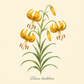 Botanische Illustration von Lilium leichtlinii – Wildlilie oder Japanische Lilie von Verberghe, die einen grünen Stiel mit länglichen Blättern und zahlreichen gelben, trompetenförmigen Blüten mit braunen Flecken und zurückgebogenen Blütenblättern an langen Blütenstielen zeigt. Der Produktname ist unten in eleganter Schreibschrift vermerkt.