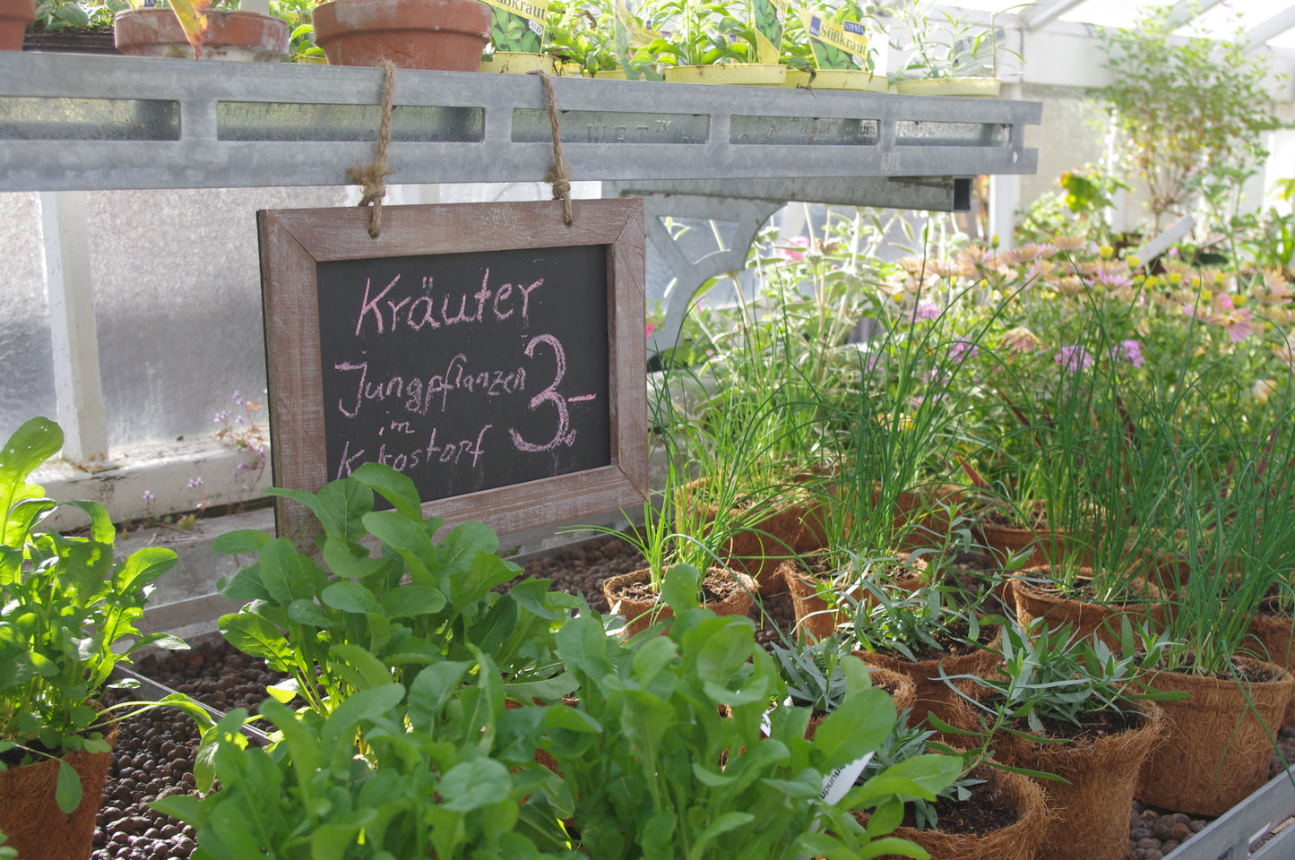 Kräuterpflanzen stehen auf einem Gewächshaustisch neben einem Schild: "Kräuter Jungpflanzen 3€". Sonnenlicht strömt herein - eine ideale Kulisse für den "RUNDGANG Was zu tun ist im Garten im April" der Königlichen Gartenakademie am Mi. 01.04.2026, 15-16:30.