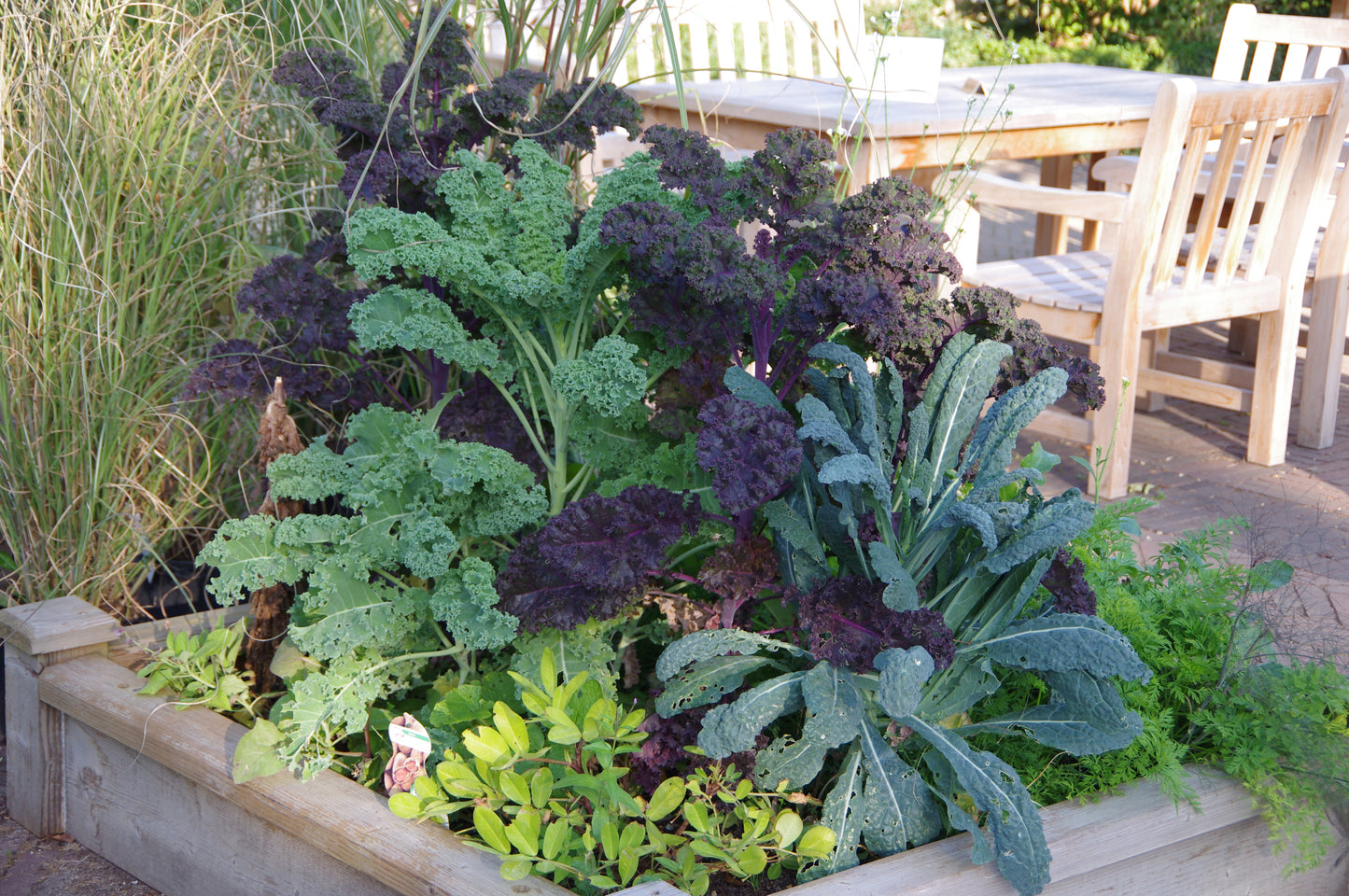 In einem Hochbeet aus Holz wachsen üppiges Grün und ungewöhnliche Gemüsesorten wie Grün- und Grünkohl, die beim WORKSHOP Ausgefallene Gemüsearten NEU der Königlichen Gartenakademie am Fr. 15.05.2026 | 10.00-12.00 Uhr von der Sonne angestrahlt werden.