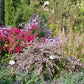 Ein lebhaftes gemischtes Beet aus lila, rosa und roten Stauden mit hohen Gräsern und üppigem Laub wird im Sonnenlicht präsentiert, mit weißen Pflanzenetiketten. Besuchen Sie den Halbtageskurs "Der Mixed Border" am 13.10.2026 in der Königlichen Gartenakademie.