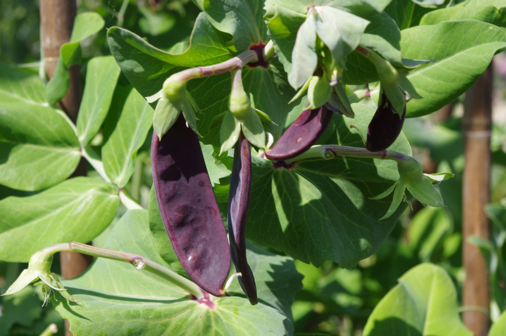Entdecken Sie bei der Königlichen Gartenakademie am Fr. 15.05.2026 von 10-12 Uhr im WORKSHOP "Ausgefallene Gemüsearten NEU" faszinierende Peapflanzen mit dunkellila Schoten-perfekt für Ihren nächsten Kräuter-Workshop!.