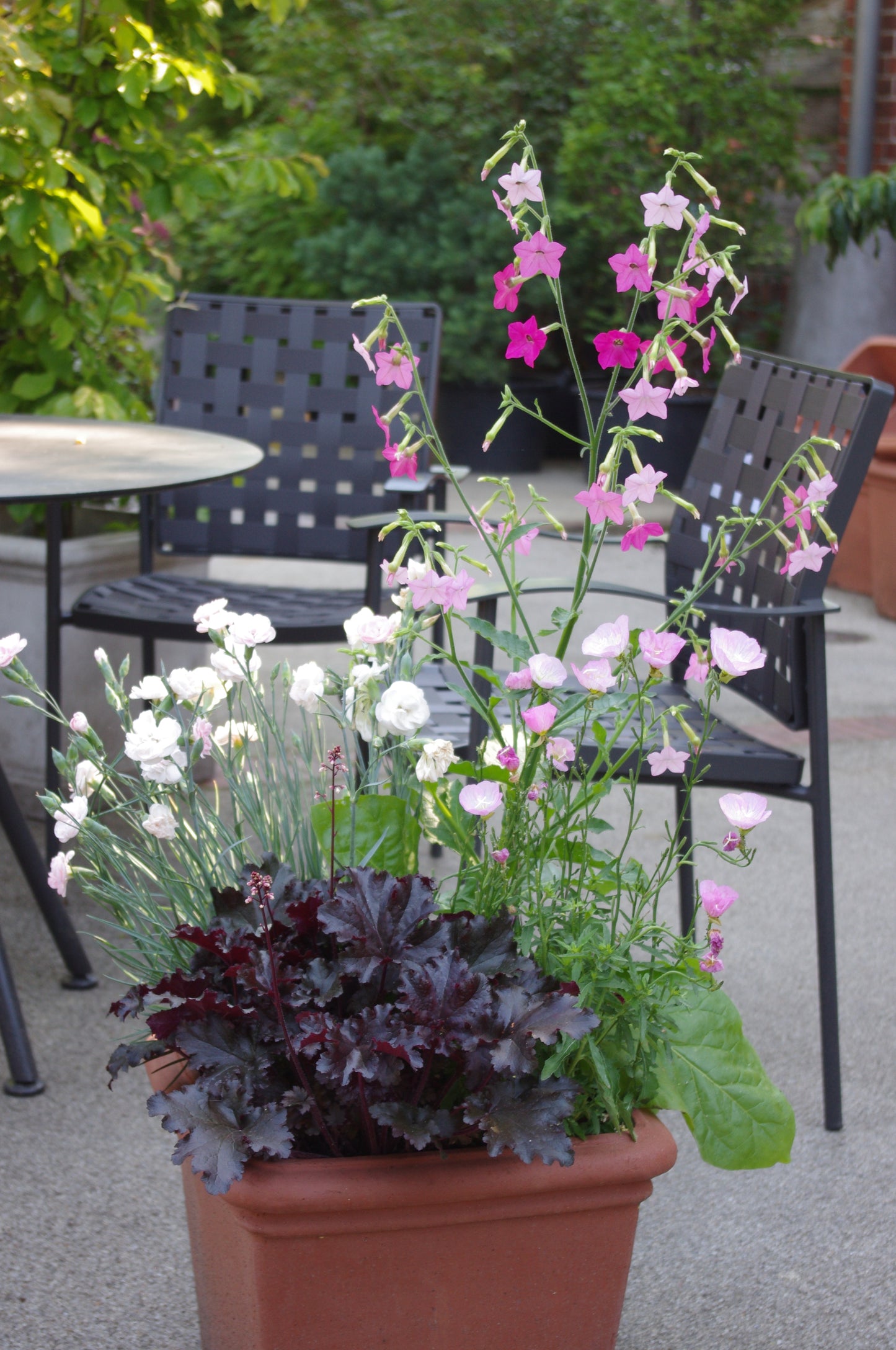 Ein Terrakotta-Pflanzgefäß mit rosa und weißen Blumen steht auf einer Terrasse - ideal für Balkone - und verweist auf den Halbtageskurs "Gärtnern auf Balkonen und Dachterrassen" der Königlichen Gartenakademie (Sa. 18.04.2026 | 10.00-13.00 Uhr, Englisch).