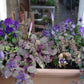 Entdecken Sie den Workshop "Der Balkon im Herbst" der Königlichen Gartenakademie (Fr. 25.09.2026, 10-12 Uhr): Lernen Sie, leuchtende Blumenkästen mit lila Stiefmütterchen, Efeu und Co. zu gestalten - die perfekten Pflanzen für den Balkon im Herbst! Gartenbesichtigung inklusive.