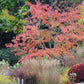 Ein zentraler Baum in leuchtendem Herbstlaub, umgeben von Ziergräsern, Sträuchern und Steinpflaster, präsentiert in der Mi. 3.3.– Fr., 5.3.2027 | 10.00 – 16.30 Uhr DREI-TAGE-MASTERCLASS Gestalten Sie Ihren eigenen Garten – Gärten bis 1.500 m².