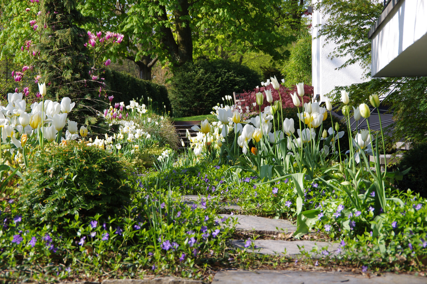 Ein Steinweg schlängelt sich durch einen üppigen Garten mit weißen und gelben Tulpen, violetten Blumen und grünen Sträuchern der Frühjahrszwiebeln. Entdecken Sie mehr beim Workshop "Mit Zwiebeln und Frühblühern" der Königlichen Gartenakademie am 18.09.2026.