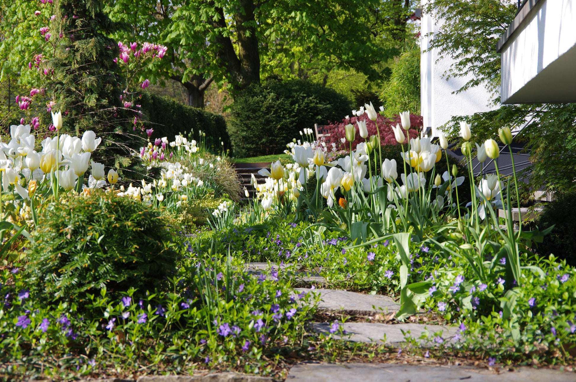 Ein Steinweg schlängelt sich durch einen üppigen Garten mit weißen und gelben Tulpen, violetten Blumen und grünen Sträuchern der Frühjahrszwiebeln. Entdecken Sie mehr beim Workshop "Mit Zwiebeln und Frühblühern" der Königlichen Gartenakademie am 18.09.2026.