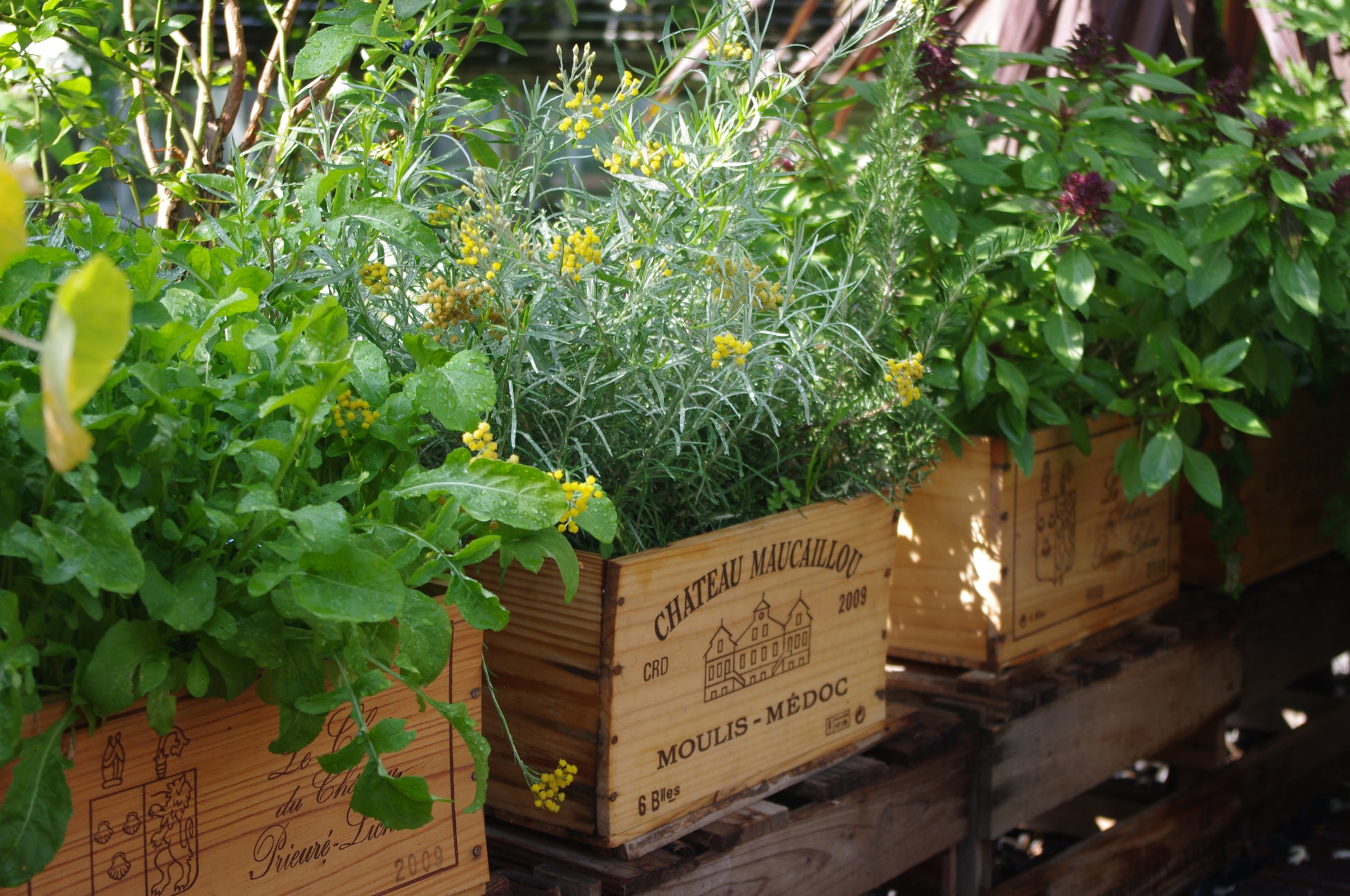 Kräuter und Blumen gedeihen in hölzernen Weinkisten auf Paletten - ideal für das Gärtnern im Container. Erfahren Sie mehr im Halbtagskurs der Königlichen Gartenakademie: Gärtnern auf Balkonen und Dachterrassen (Englisch), Sa. 18.04.2026, 10:00-13:00.