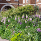 Inspiriert von "Londons Gärten" der Königlichen Gartenakademie gedeiht neben einem schwarzen Metallzaun und einem Backsteingebäude mit bogenförmigen Eingängen ein üppiger Garten mit lila und rosa Fingerhüten, Allium und Grünpflanzen.
