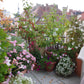 Verwandeln Sie Ihren Balkon oder Ihre Dachterrasse mit Containergärtnern! Besuchen Sie den Halbtagskurs der Königlichen Gartenakademie "Gärtnern auf Balkonen und Dachterrassen (Englisch)" am Sa. 18.04.2026, 10:00-13:00, und erfreuen Sie sich an lebendigen Pflanzen in jedem urbanen Raum.