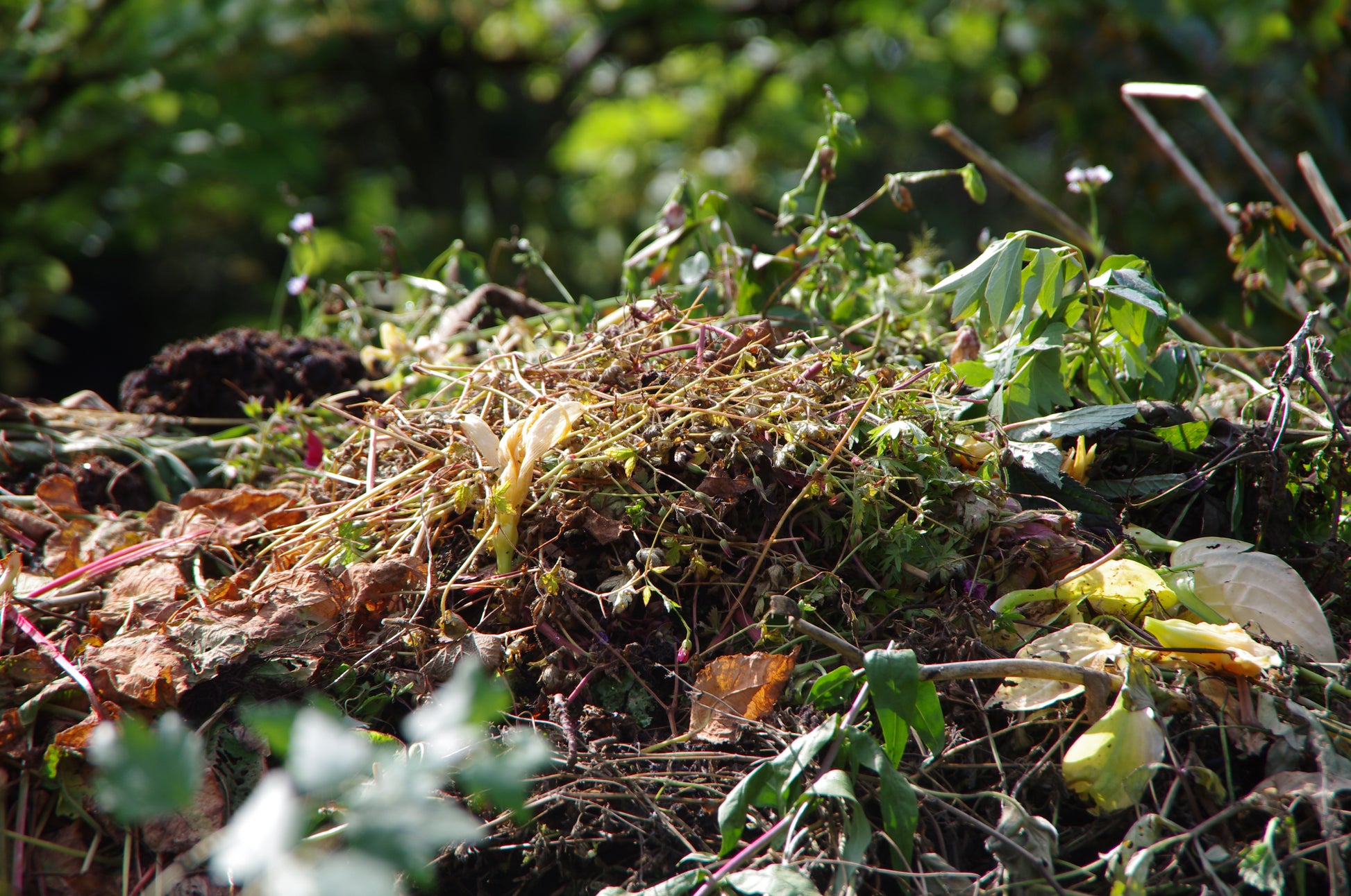 Eine Nahaufnahme eines Komposthaufens mit Pflanzenresten und Gartenabfällen, die das Thema der Königlichen Gartenakademie am Di. 24.03.2026 10.00-11.30 WORKSHOP "Kompost: Das wahre Gold des Gärtners". Grünes Laub verschwimmt sanft im Hintergrund.