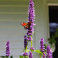 Ein Schmetterling mit leuchtenden Flügeln ruht auf violetten Blüten und erfüllt den sommerlichen Garten mit Duft - und fängt damit die Essenz der Königlichen Gartenakademie am Mi. 24.06.2026 | 17.00-18.00 ABENDLICHTFÜHRUNG "Duft im sommerlichen Garten".
