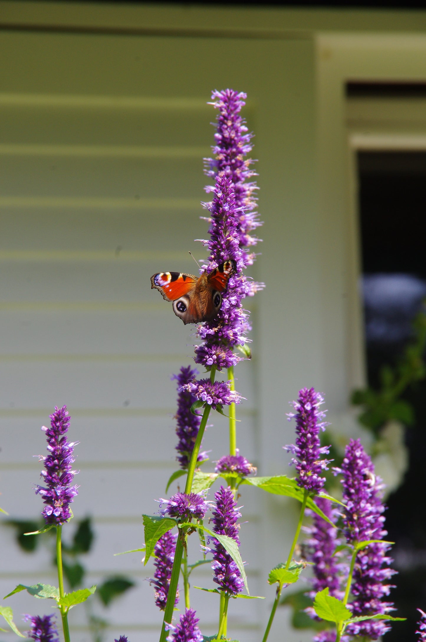 Ein Schmetterling mit leuchtenden Flügeln ruht auf violetten Blüten und erfüllt den sommerlichen Garten mit Duft - und fängt damit die Essenz der Königlichen Gartenakademie am Mi. 24.06.2026 | 17.00-18.00 ABENDLICHTFÜHRUNG "Duft im sommerlichen Garten".