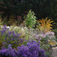 Ein Gartenweg, gesäumt von bunten Blüten der Königlichen Gartenakademie Di. 13.10.2026 | 13.30-16.30 HALBTAGESKURS Der Mixed Border, umgeben von üppigem Grün und hohen Bäumen, die im Sonnenlicht liegen.