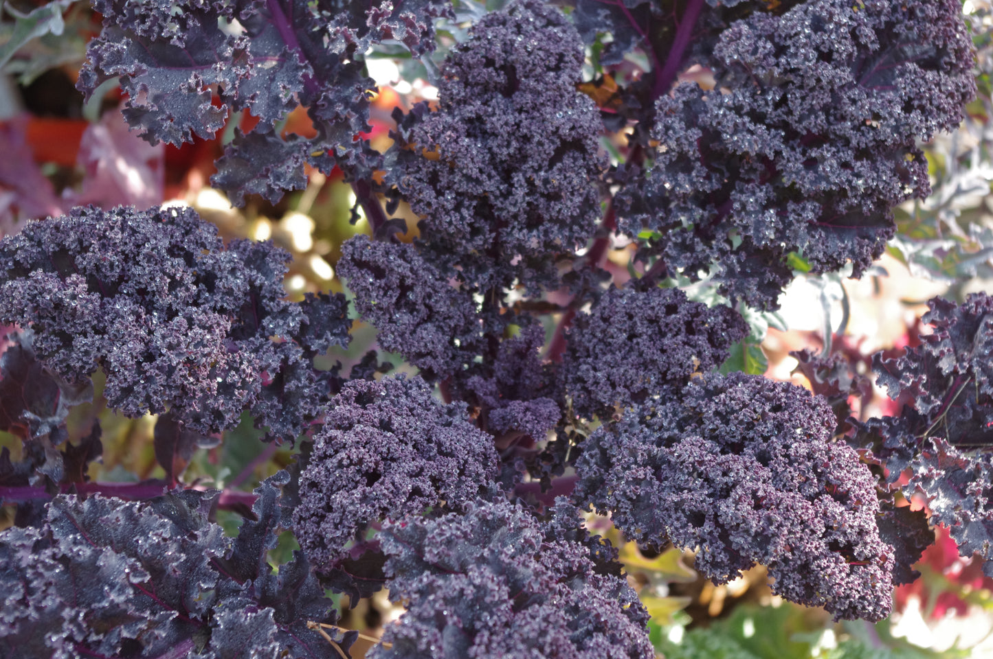 Nahaufnahme einer lilafarbenen Grünkohlpflanze mit krausen Blättern im Sonnenlicht - ideale Inspiration für den WORKSHOP der Königlichen Gartenakademie "Ausgefallene Gemüsearten NEU" am Fr. 15.05.2026, 10:00-12:00, für Ihren nächsten Gemüseanbaukurs!.