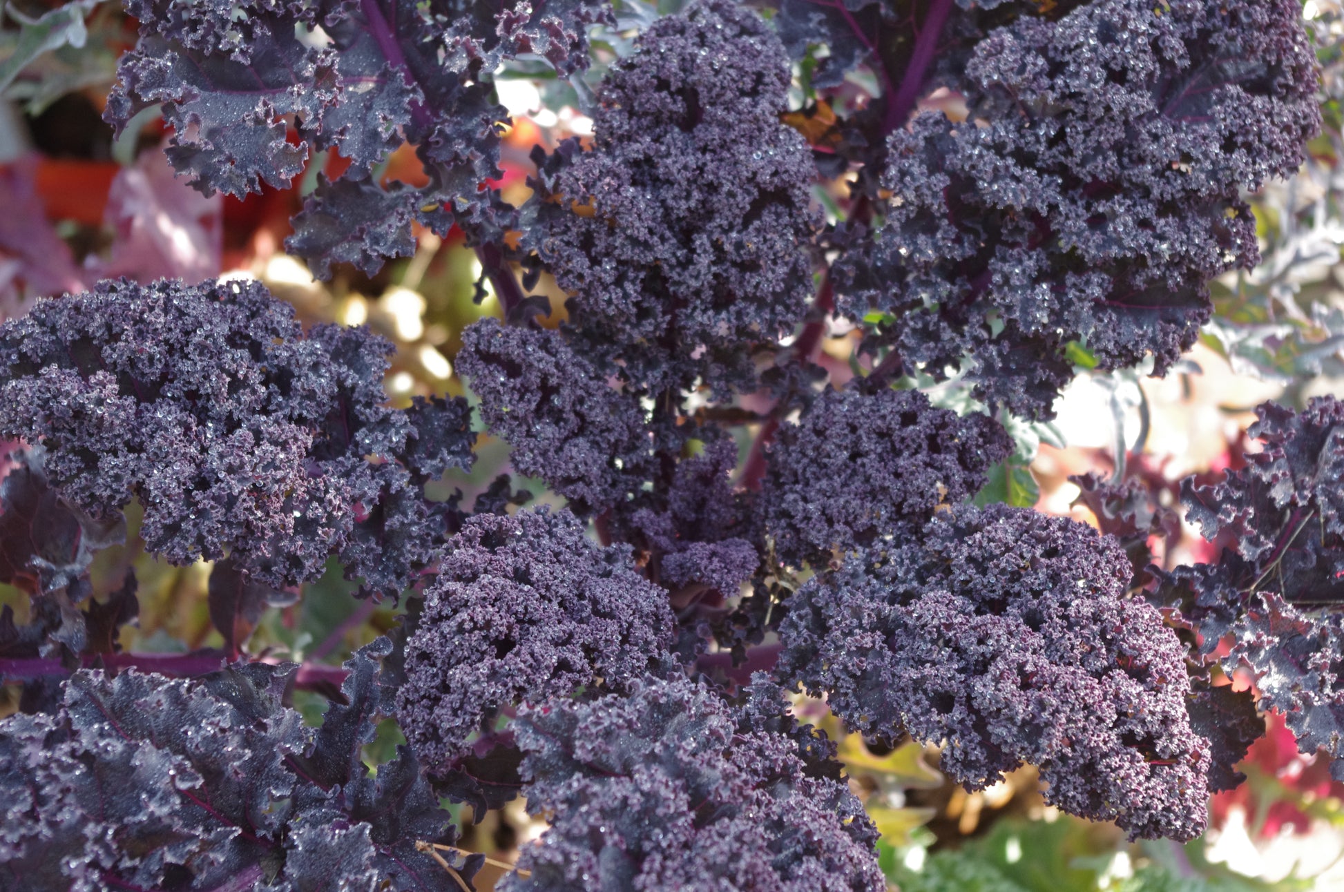 Nahaufnahme einer lilafarbenen Grünkohlpflanze mit krausen Blättern im Sonnenlicht - ideale Inspiration für den WORKSHOP der Königlichen Gartenakademie "Ausgefallene Gemüsearten NEU" am Fr. 15.05.2026, 10:00-12:00, für Ihren nächsten Gemüseanbaukurs!.