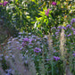 Erleben Sie den Duft im sommerlichen Garten der Königlichen Gartenakademie: Schlendern Sie zwischen hohen Gräsern und lila Wildblumenbüscheln im sanften Sonnenlicht der Mi. 24.06.2026 | 17.00-18.00 Uhr ABENDLICHTFÜHRUNG.