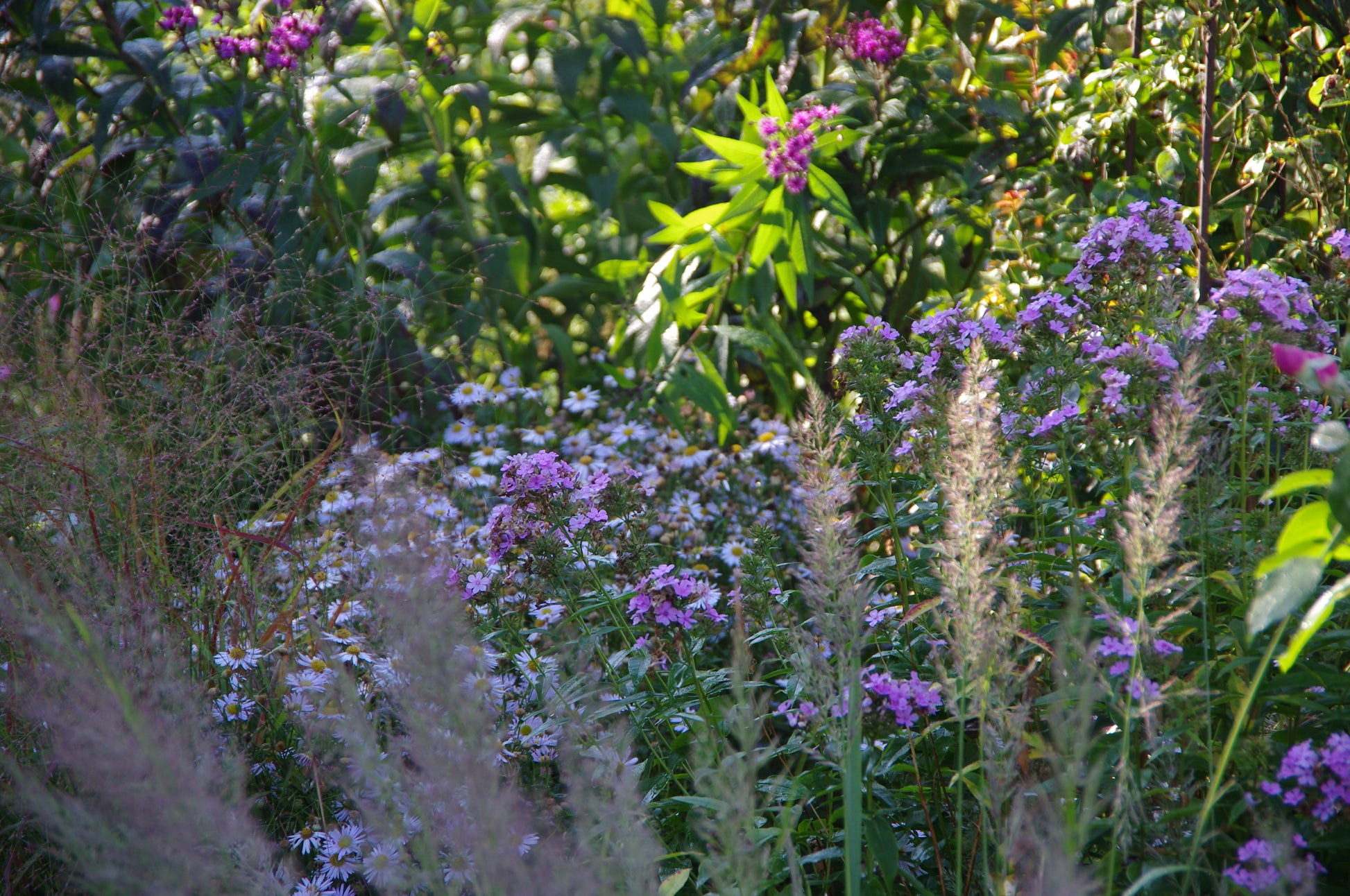 Erleben Sie den Duft im sommerlichen Garten der Königlichen Gartenakademie: Schlendern Sie zwischen hohen Gräsern und lila Wildblumenbüscheln im sanften Sonnenlicht der Mi. 24.06.2026 | 17.00-18.00 Uhr ABENDLICHTFÜHRUNG.