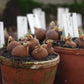 Terrakotta-Töpfe mit Erde und Blumenzwiebeln, jeweils beschriftet, sind ideal für die Königliche Gartenakademie "Sa. 26.09.2026 | 11.00 - 12.30 Uhr GARTENTALK Gedanken zum Gärtnern im Herbst" - ideal zum Inspirieren und Lernen für den Herbst.