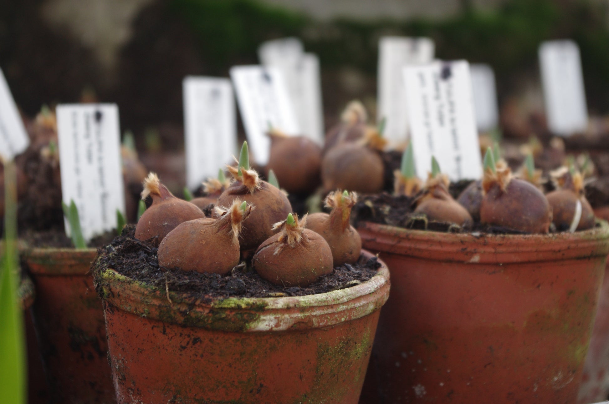 Terrakotta-Töpfe mit Erde und Blumenzwiebeln, jeweils beschriftet, sind ideal für die Königliche Gartenakademie "Sa. 26.09.2026 | 11.00 - 12.30 Uhr GARTENTALK Gedanken zum Gärtnern im Herbst" - ideal zum Inspirieren und Lernen für den Herbst.