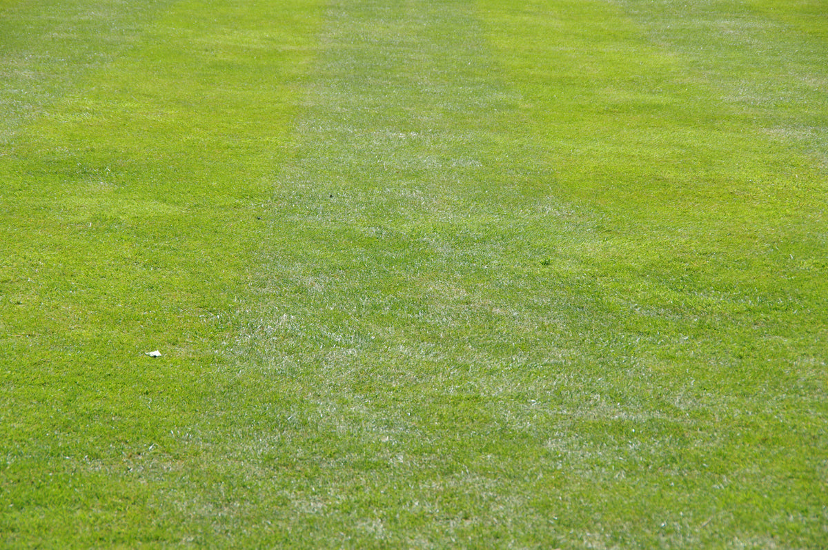 Ein perfekt gepflegter Rasen mit hell- und dunkelgrünen Streifen, wie im Workshop am Samstag, 6.3.2027 | 10.00 – 12.00 Uhr WORKSHOP: Haben Sie schon Rasen oder immer noch Gras? der Königlichen Gartenakademie vorgestellt.