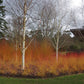 An einem bewölkten Tag schmücken blattlose Birken und bunte Sträucher einen landschaftlich gestalteten Wintergarten. Besuchen Sie den Königlichen Gartenakademie HALBTAGESKURS "Struktur und Farbe im winterlichen Garten" am Do. 22.10.2026, 14:00-17:00.
