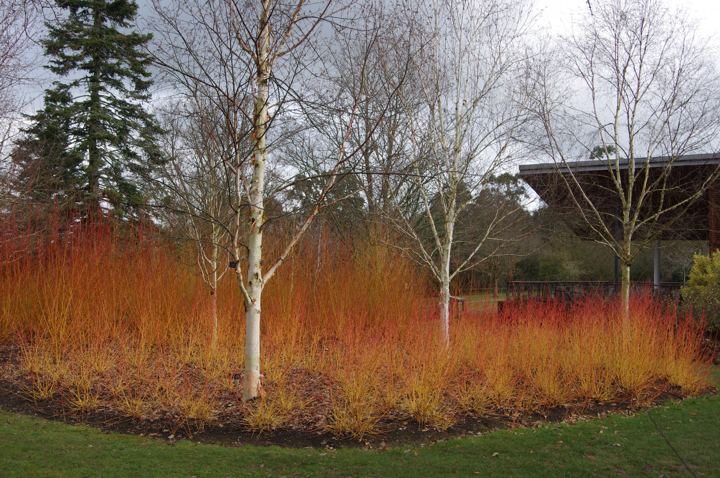 An einem bewölkten Tag schmücken blattlose Birken und bunte Sträucher einen landschaftlich gestalteten Wintergarten. Besuchen Sie den Königlichen Gartenakademie HALBTAGESKURS "Struktur und Farbe im winterlichen Garten" am Do. 22.10.2026, 14:00-17:00.