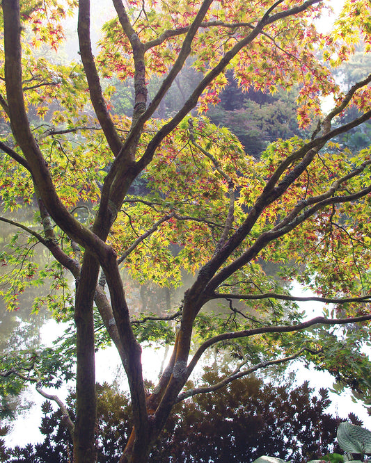 Erleben Sie den "Frischer Wind für alte Gärten"-HALBTAGESKURS der Königlichen Gartenakademie am Do., 19.02.2026 (10:00-13:00 Uhr), inmitten von üppigen Sträuchern, Wasserblicken und Bäumen mit grün-roten Blättern im sanften Sonnenlicht.