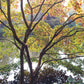 Ein Baum mit grünen und gelben Blättern spiegelt sich in einem ruhigen Teich in den Alten Gärten und schafft eine ruhige Szene. Lassen Sie sich inspirieren für Ihre eigene Gartengestaltung beim Halbtageskurs "Frischer Wind für alte Gärten" der Königlichen Gartenakademie am Fr. 31.10.2026.