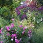 Gestalten Sie Ihren Garten mit blühenden pinken Rosen und violetten Blumen - erleben Sie am 09.07.2026 von 17-18 Uhr die ABENDLICHTFÜHRUNG "Mit Rosen den Garten gestalten" bei der Königlichen Gartenakademie.